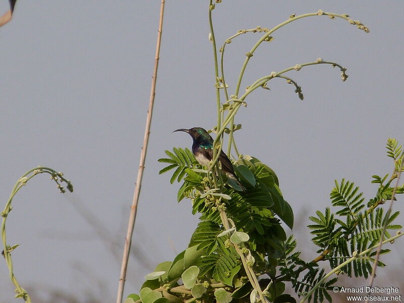 White-bellied Sunbird