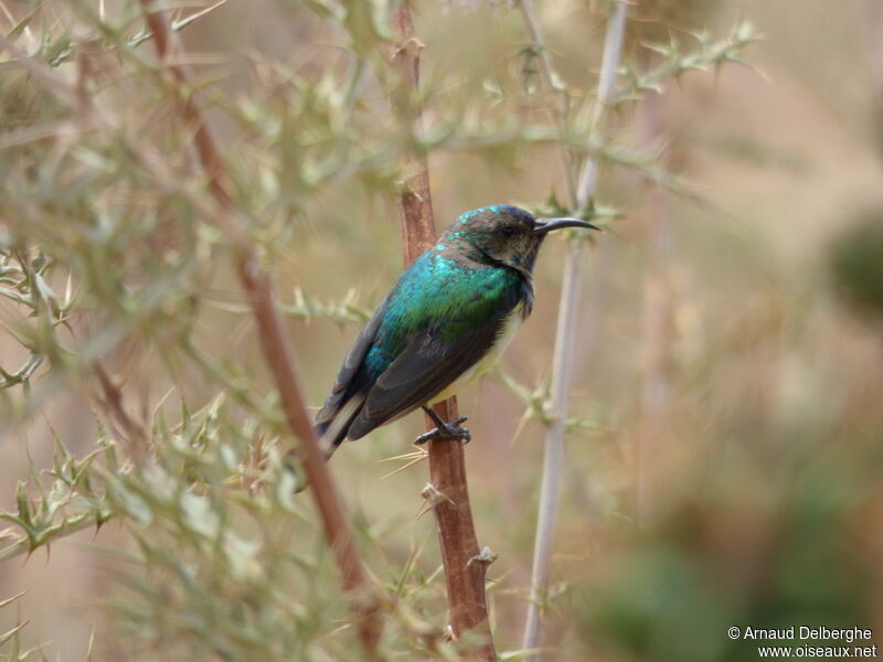 Variable Sunbird