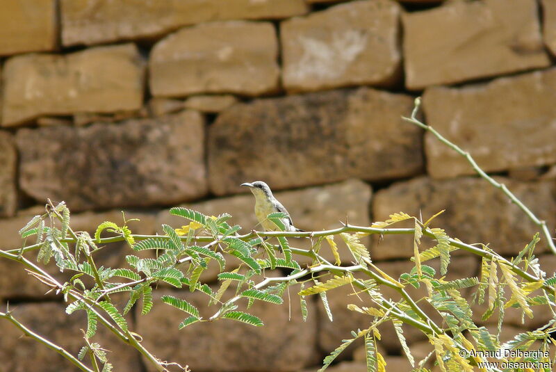 Purple Sunbird female