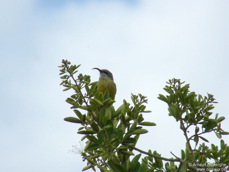 Bronzy Sunbird female