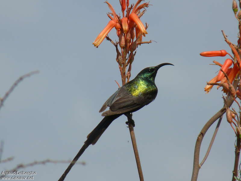 Bronzy Sunbird male adult, pigmentation