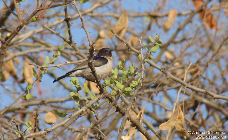 Eastern Violet-backed Sunbird male