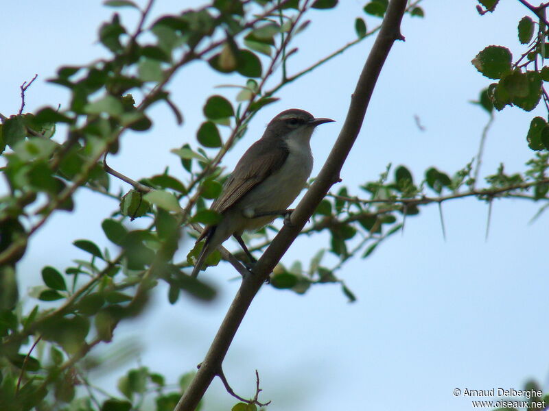 Eastern Violet-backed Sunbird female