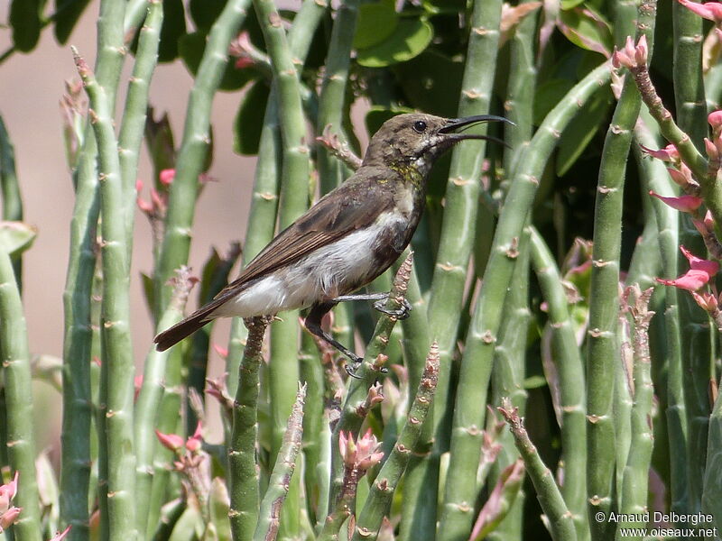 Dusky Sunbird