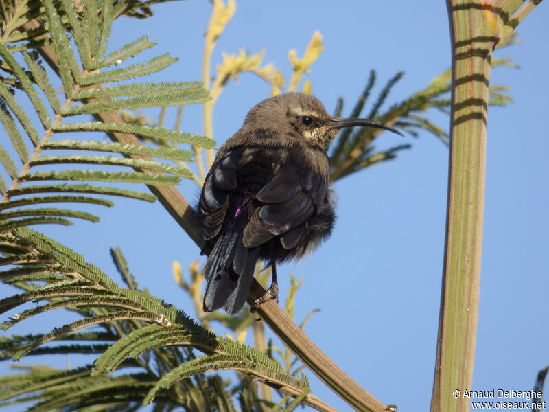 Tacazze Sunbirdjuvenile