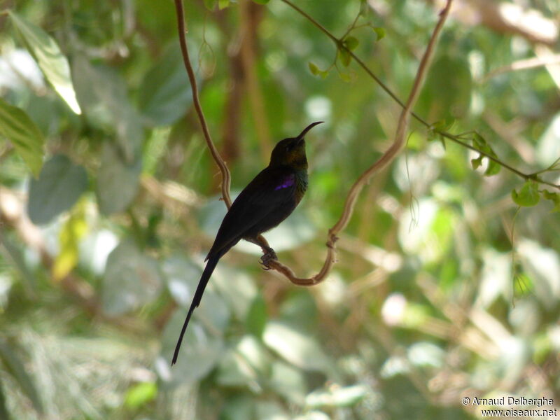 Tacazze Sunbird male