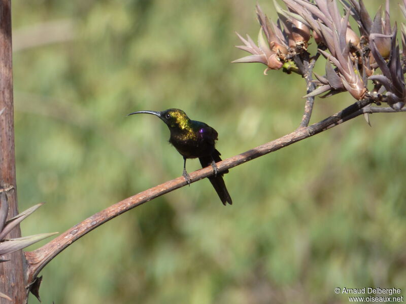 Tacazze Sunbird male