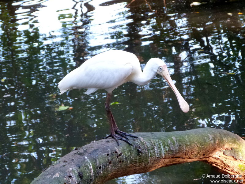 Yellow-billed Spoonbill