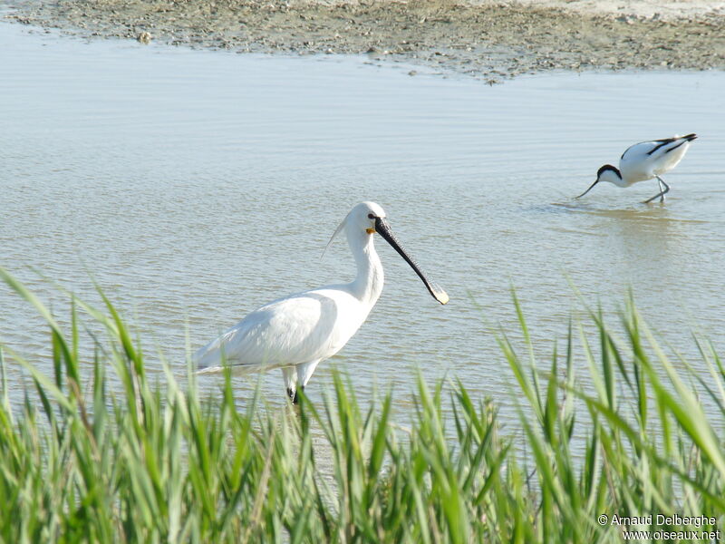 Eurasian Spoonbill