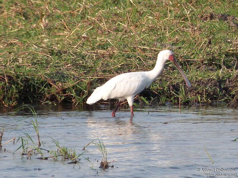 African Spoonbill