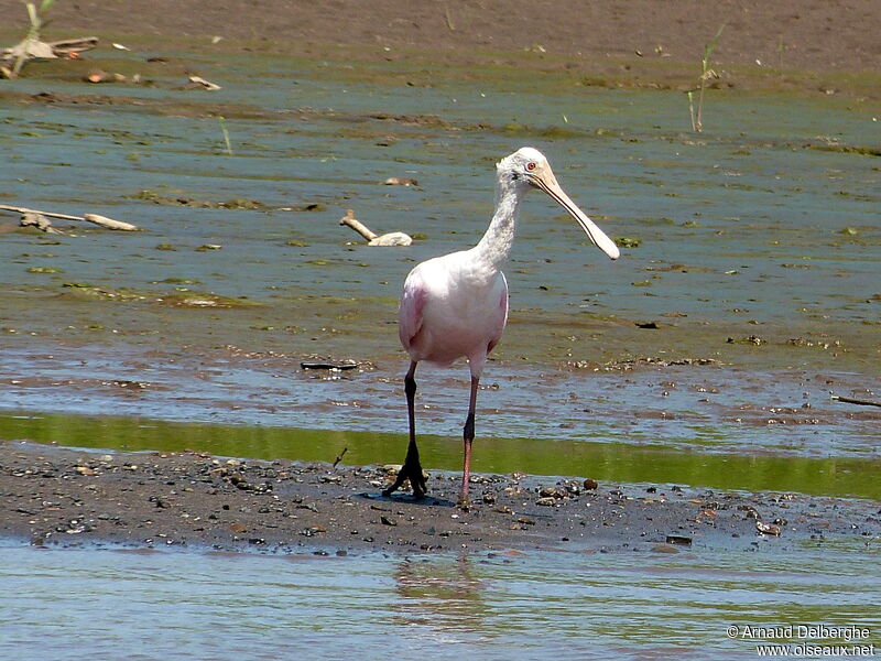 Roseate Spoonbill