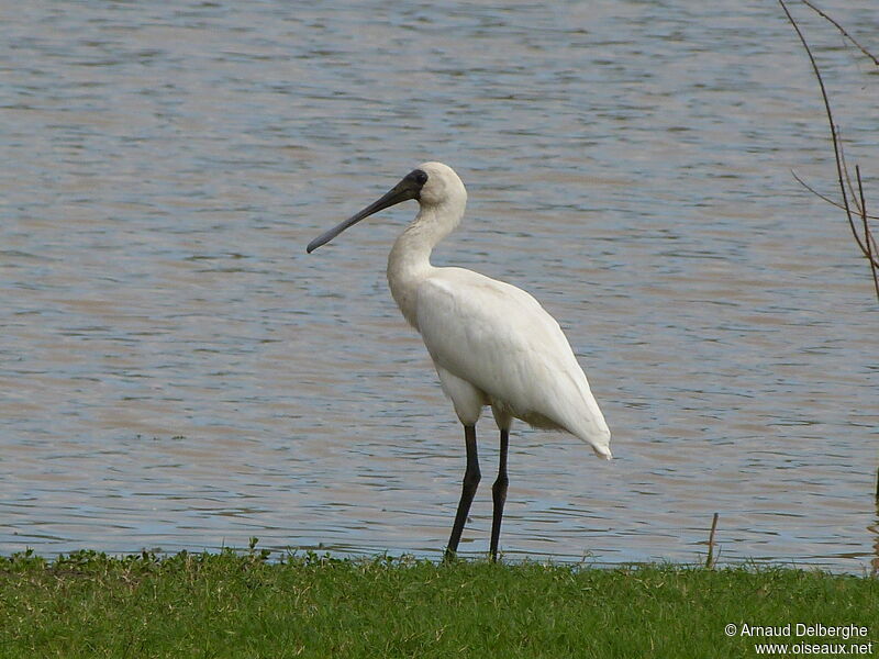 Royal Spoonbill