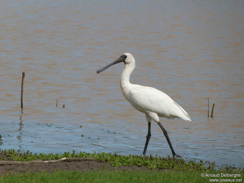 Royal Spoonbill