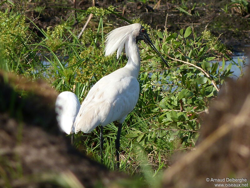 Royal Spoonbill