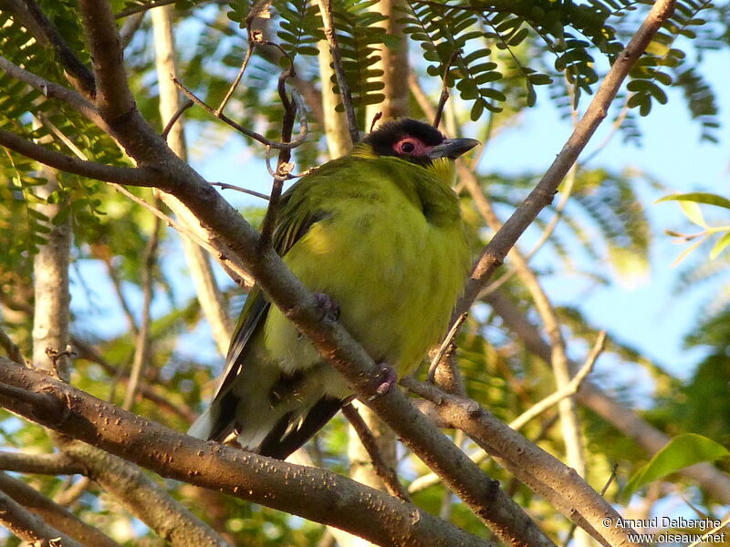 Australasian Figbird