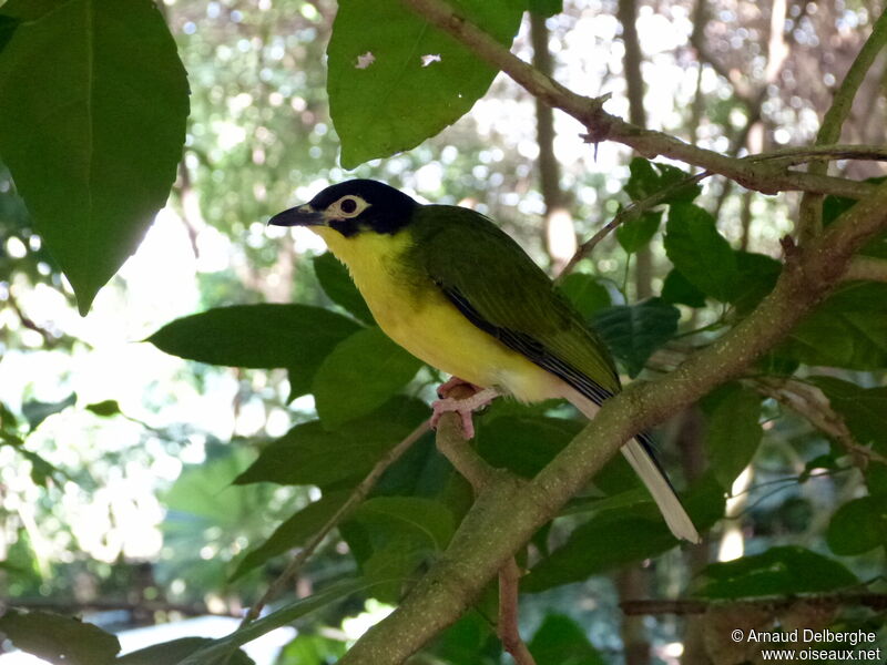 Australasian Figbird male adult