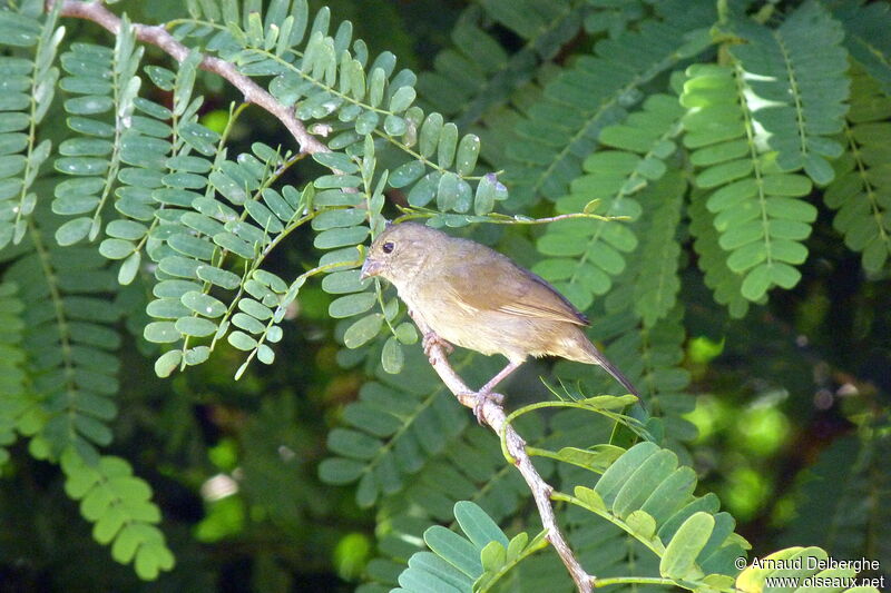 Sporophile cici femelle