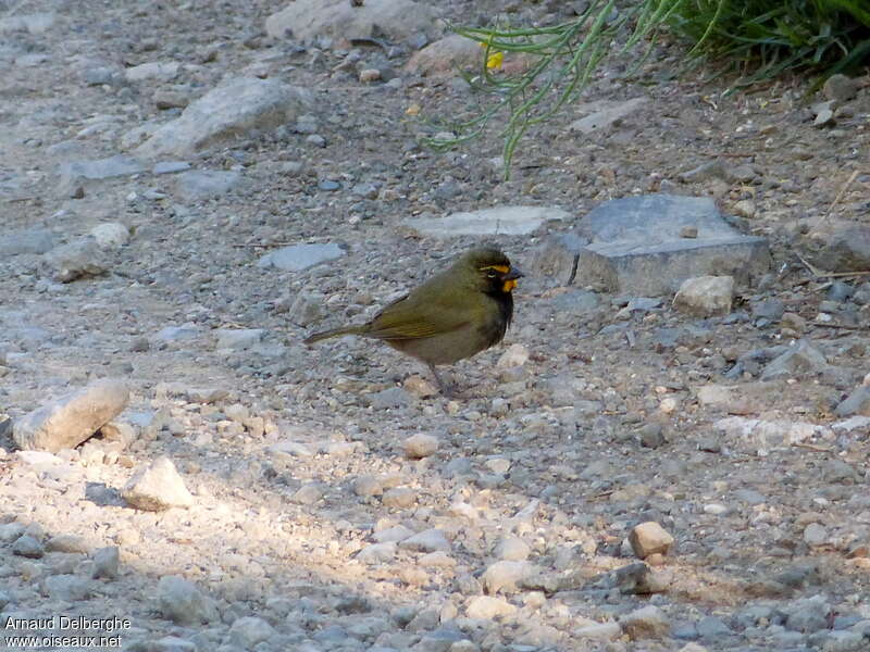 Yellow-faced Grassquit male adult, identification