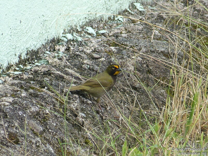 Yellow-faced Grassquit