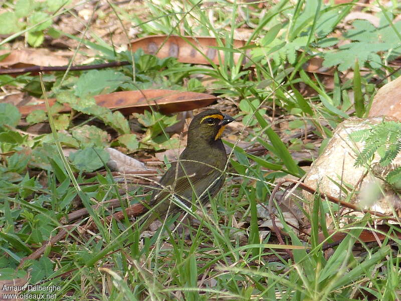 Yellow-faced Grassquit male adult, habitat, pigmentation, fishing/hunting