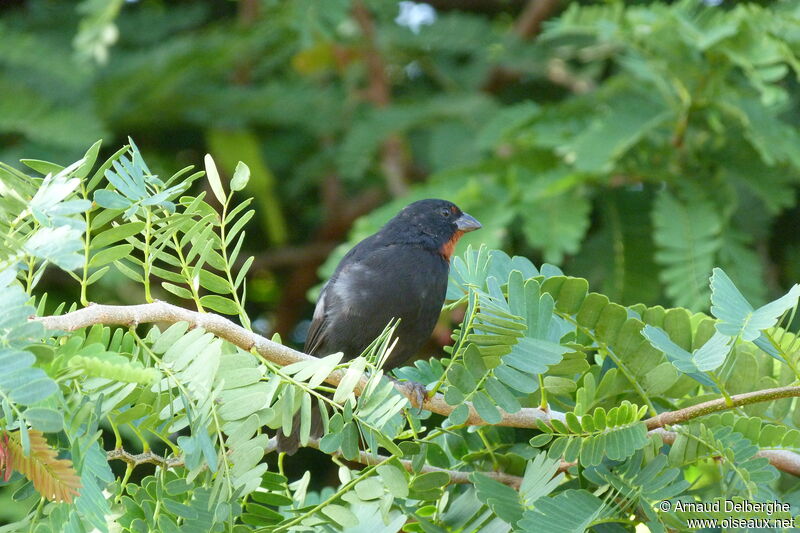 Lesser Antillean Bullfinch