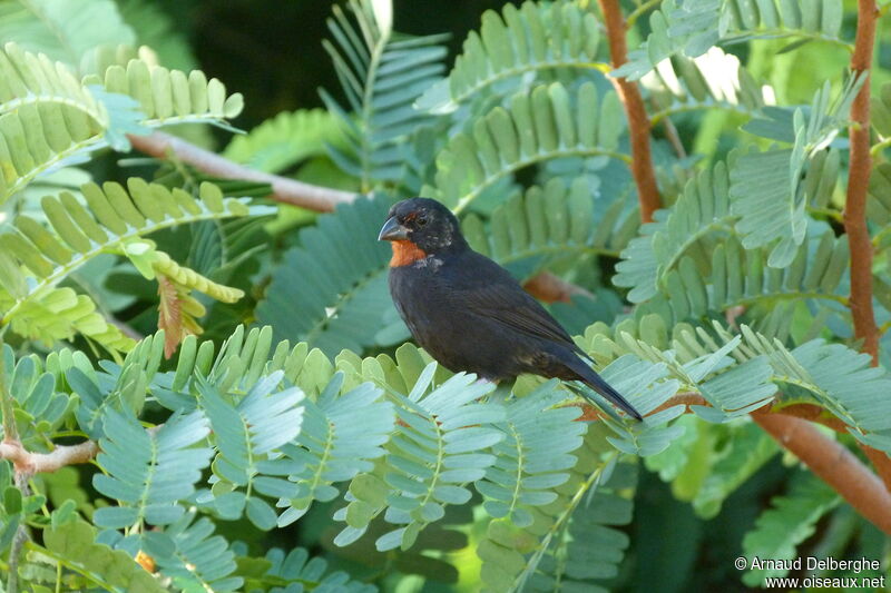 Sporophile rougegorge mâle