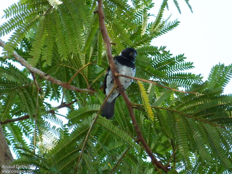 Variable Seedeater male adult