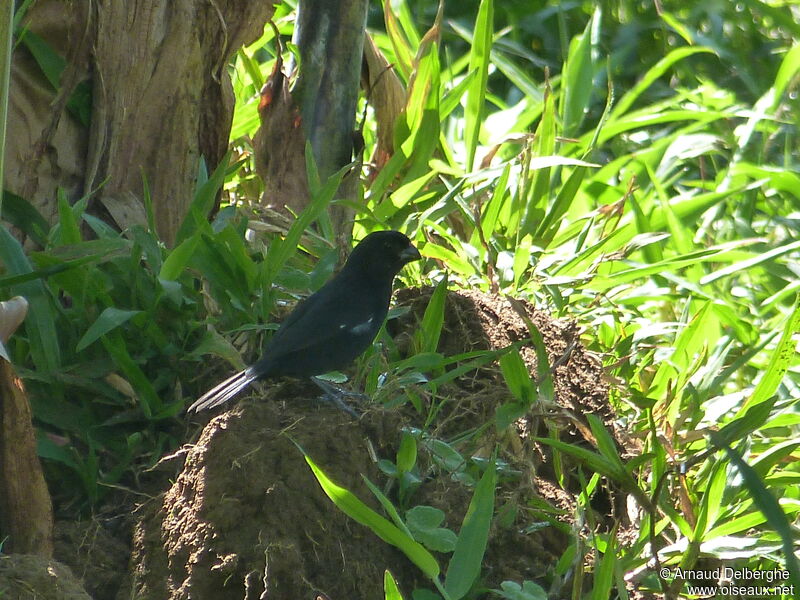 Variable Seedeater