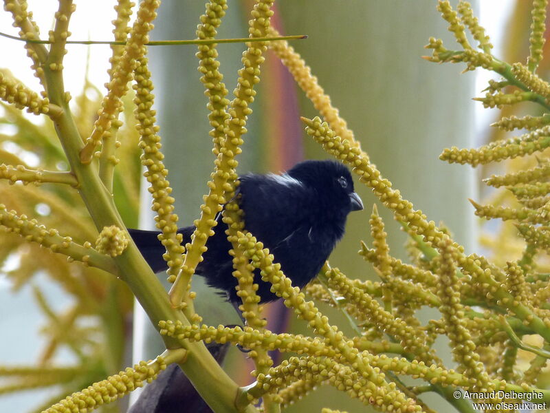 Variable Seedeater