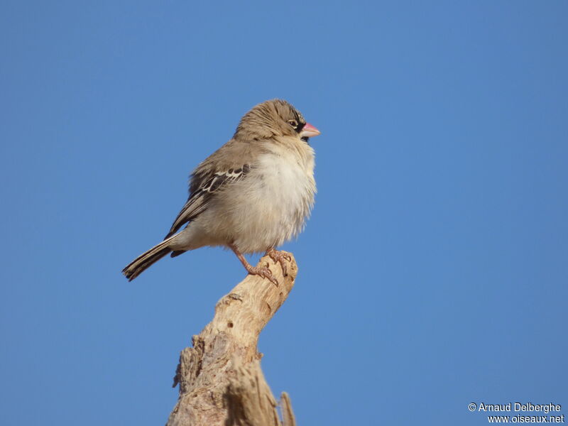 Scaly-feathered Weaver