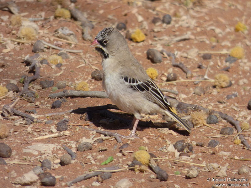 Scaly-feathered Weaver