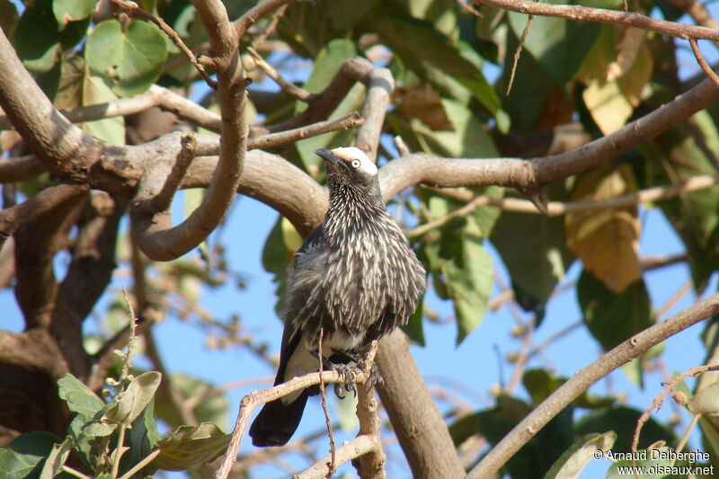 White-crowned Starling