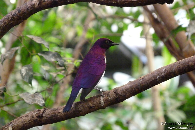 Violet-backed Starling