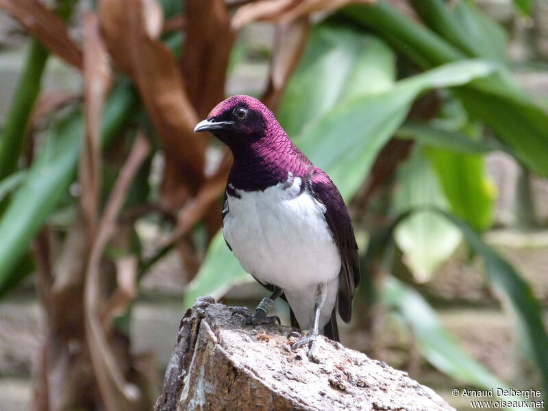 Violet-backed Starling