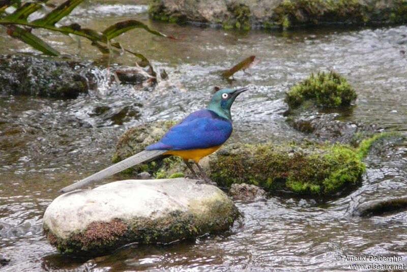 Golden-breasted Starling