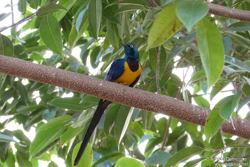 Golden-breasted Starling