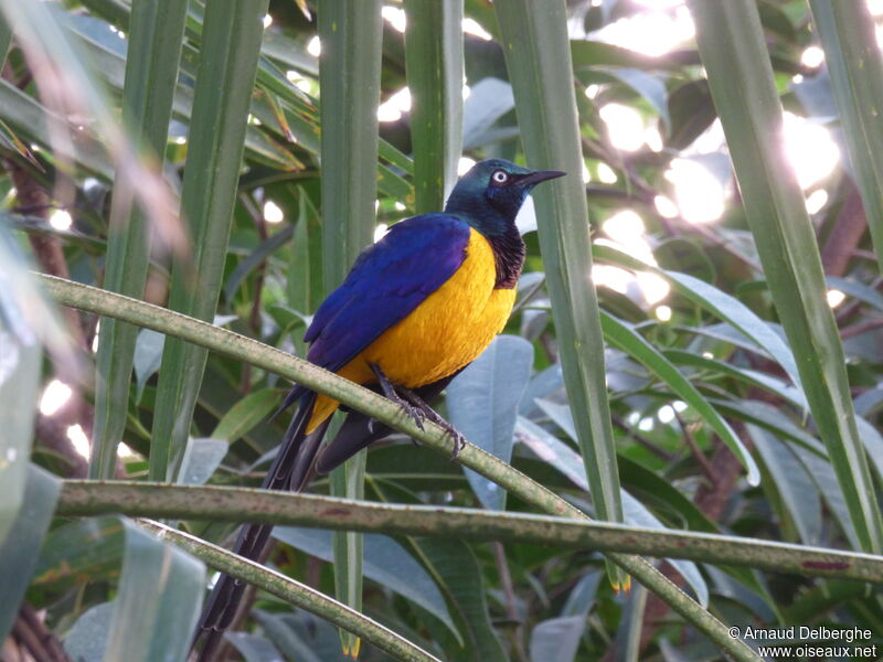 Golden-breasted Starling