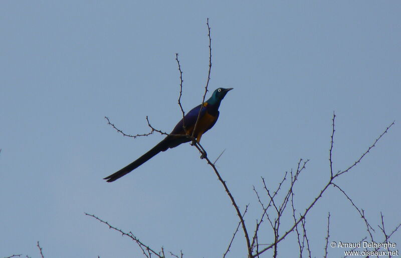 Golden-breasted Starling