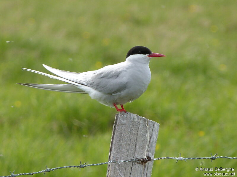 Arctic Tern