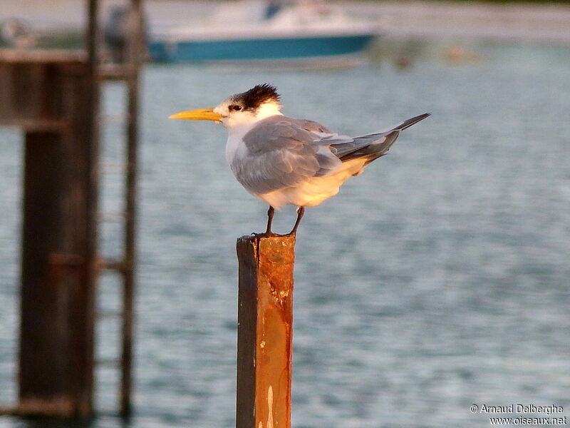 Greater Crested Tern