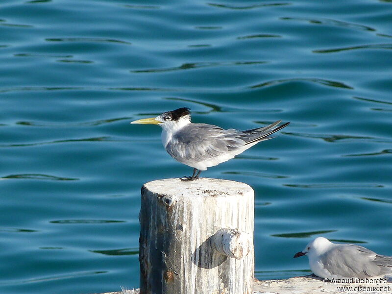 Greater Crested Tern