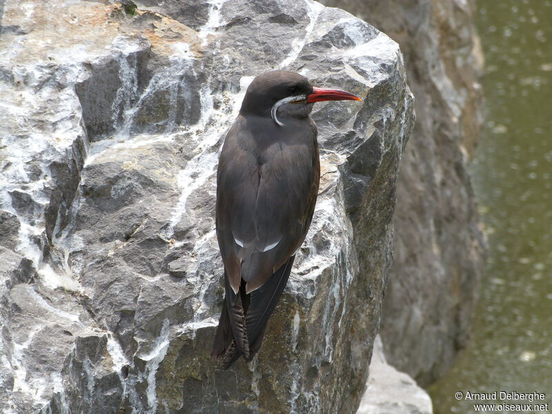 Inca Tern