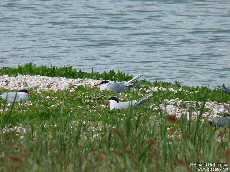 Common Tern