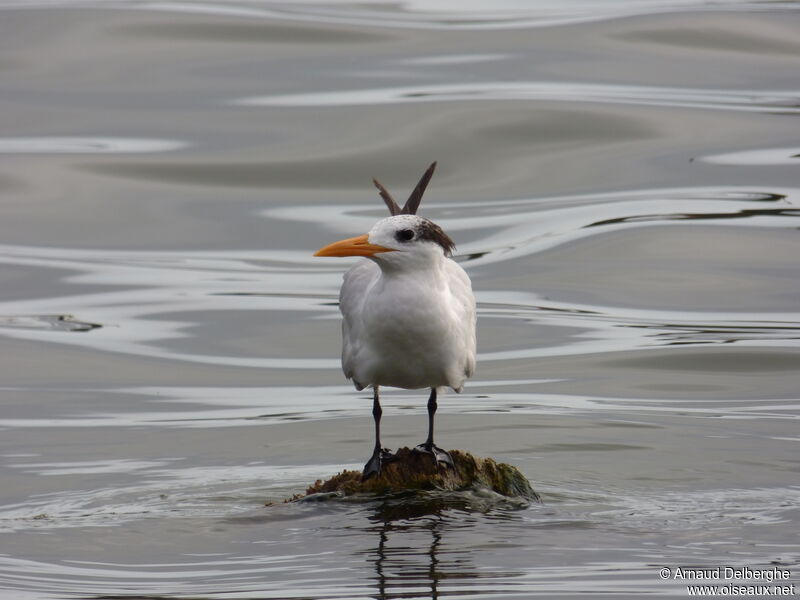 Royal Tern