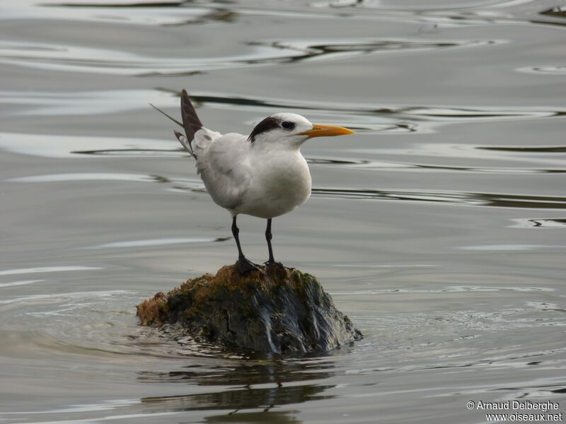 Royal Tern