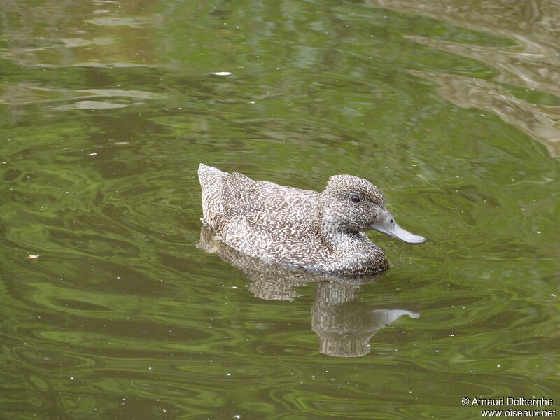 Freckled Duck female