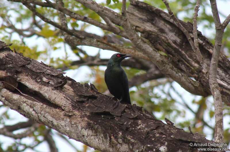 Asian Glossy Starling