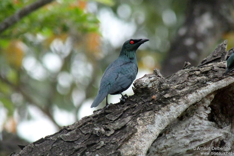 Asian Glossy Starling