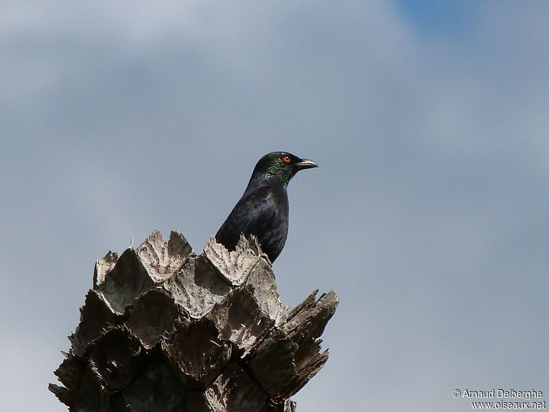 Striated Starling