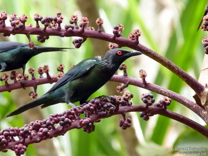 Metallic Starling